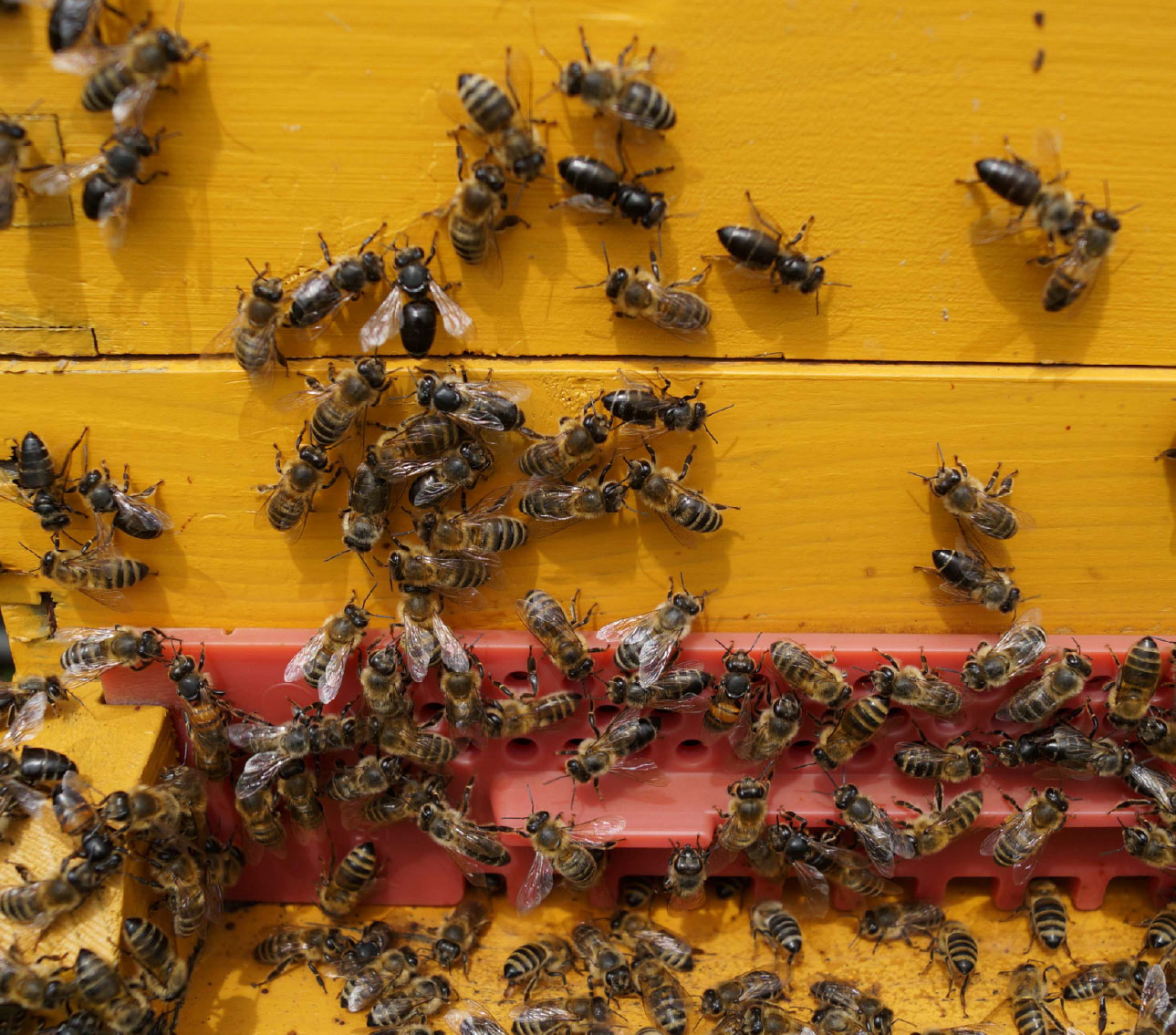 © AGES/Opitz Schwarzglänzende Bienen vor dem Bienenstock, Symptom von chronischer Bienenparalyse