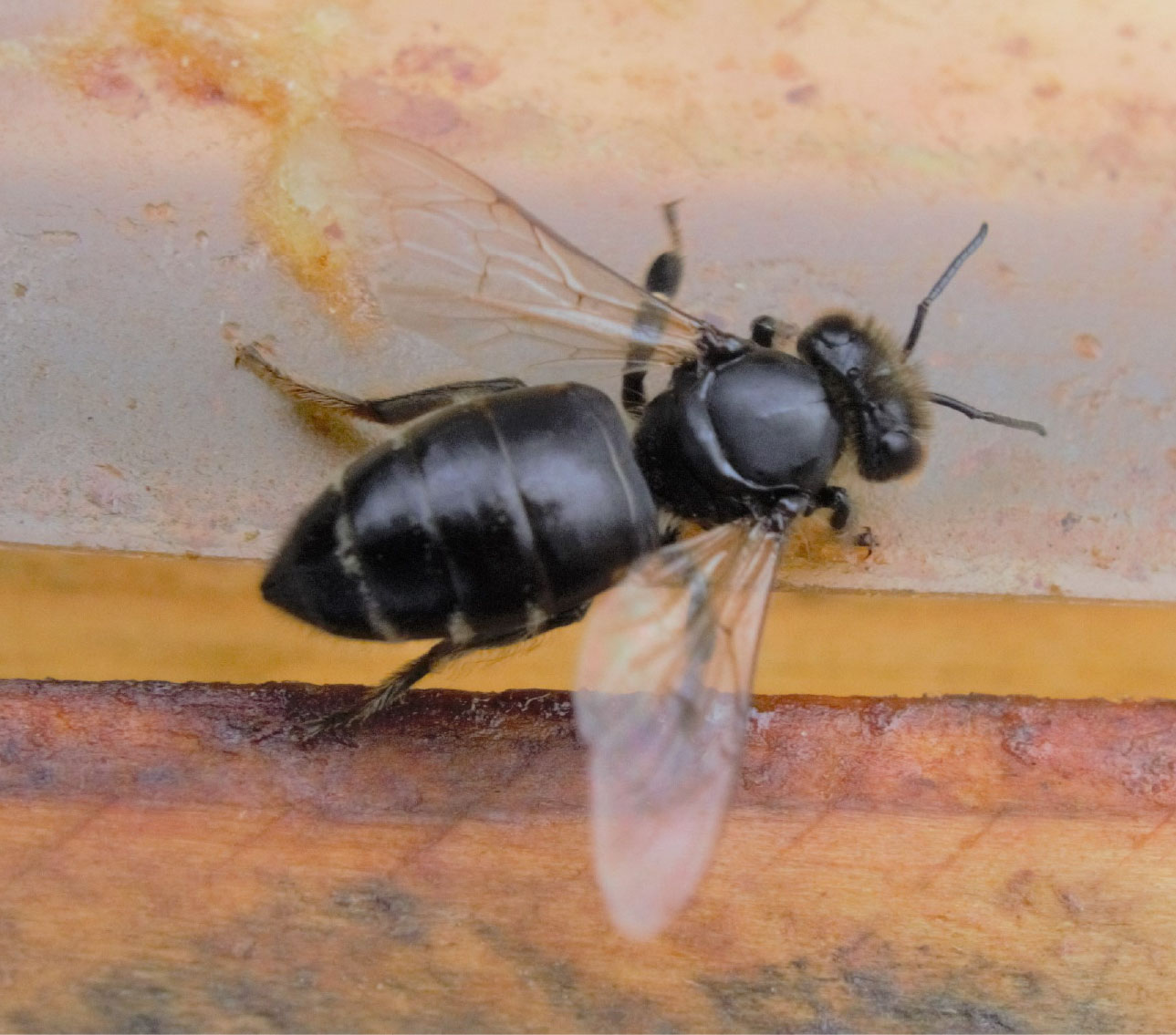© AGES An Chronischer Bienenparalyse erkrankte schwarzglänzende Biene mit aufgetriebenen Hinterleib