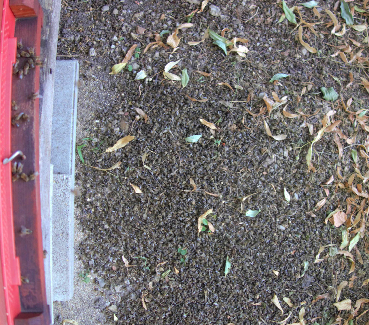 © AGES Stark erhöhter Totenfall vor dem Volk als Symptom von Chronischer Bienenparalyse