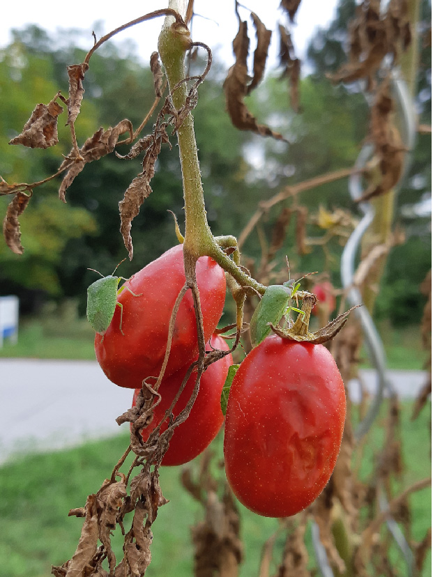 Verdorrte Tomatenpflanze mit geschädigten roten Tomaten, auf denen Grüne Reiswanzen sitzen