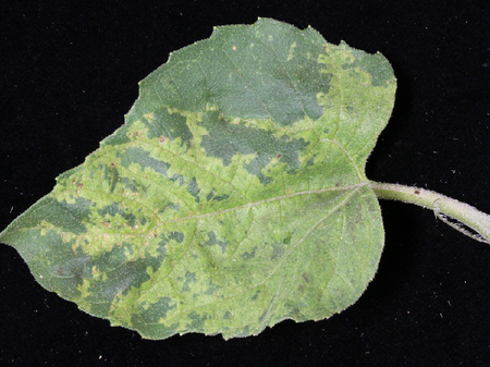 © AGES/Kauschitz Hellgrüne bis gelbe Aufhellungen auf der Blattoberseite