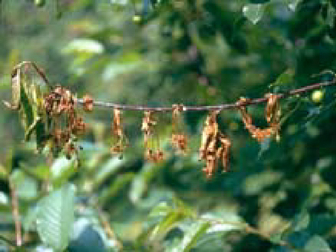 Monilia und Monilinia Monilia und Monilinia