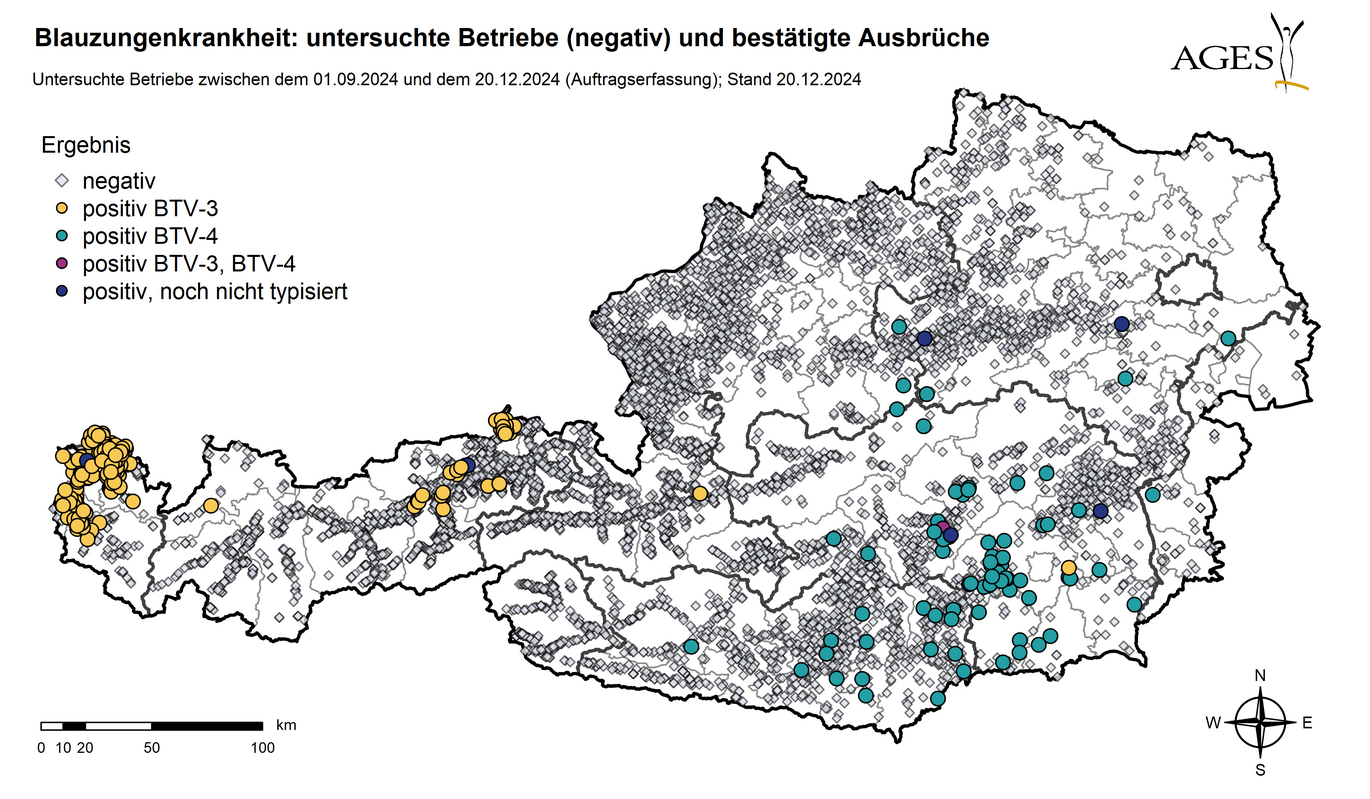 Österreichkarte: Eingezeichnet sind Ausbrüche und Seit dem 01.09.2024 in Österreich untersuchte Betriebe mit negativem Ergebnis (8.849) (Vergrößert das Bild in einem Dialog Fenster)