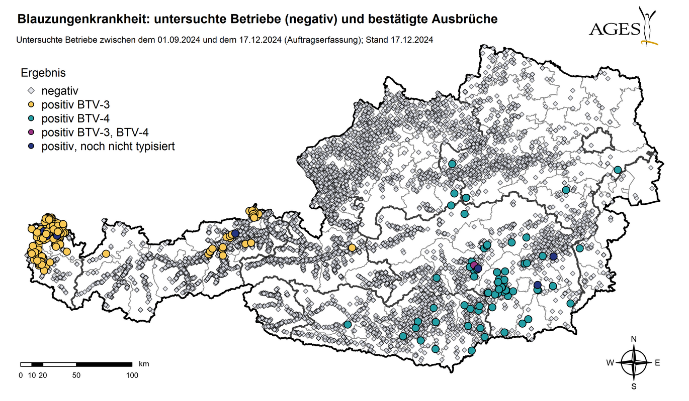 Österreichkarte: Eingezeichnet sind Ausbrüche und Seit dem 01.09.2024 in Österreich untersuchte Betriebe mit negativem Ergebnis (8.648) (Vergrößert das Bild in einem Dialog Fenster)