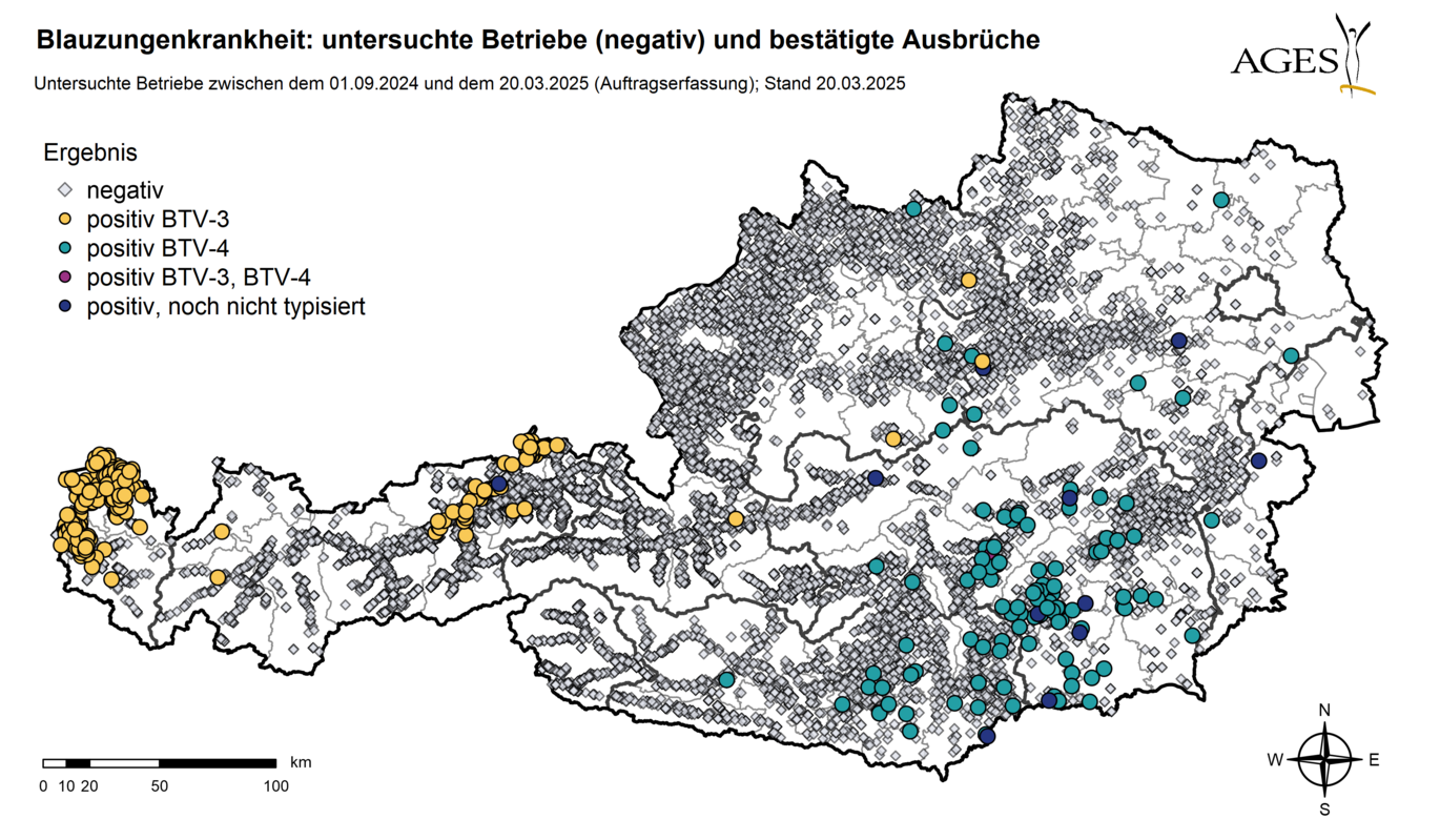 Österreichkarte: Eingezeichnet sind Ausbrüche und Seit dem 01.09.2024 in Österreich untersuchte Betriebe mit negativem Ergebnis (11.949) (Vergrößert das Bild in einem Dialog Fenster)