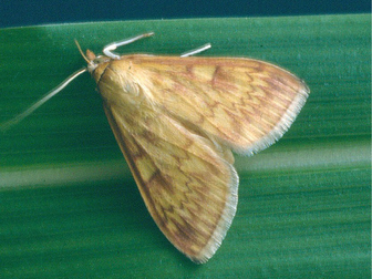 Maiszünsler Maiszünsler