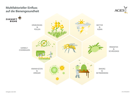 © APA commissioned graphic Multifactorial influence on bee health: weather, parasites, operation, diseases, environmental chemicals, nutrition. (Enlarges Image in Dialog Window)