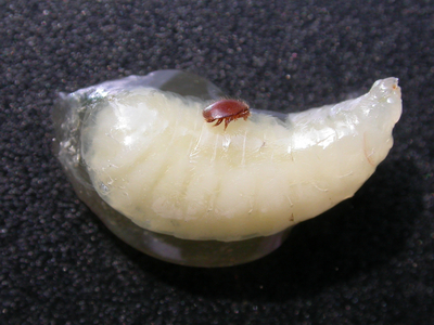 AGES Streak larva infected with sac brood virus (SBV) with attached varroa mite (Enlarges Image in Dialog Window)