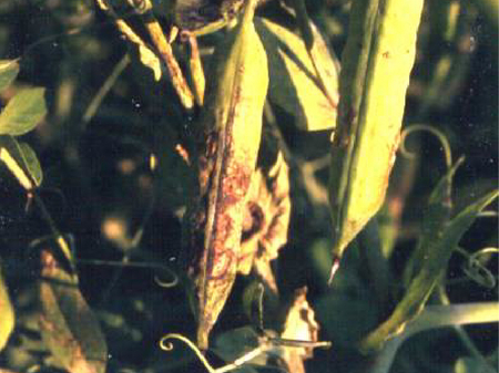 © AGES/Weinhappel Hülsen mit rundlichen Flecken