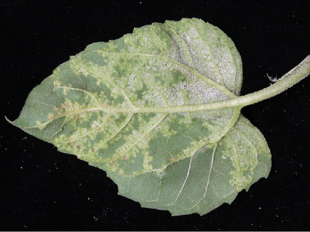 © AGES/Kauschitz Weißer, filziger Belag an der Blattunterseite