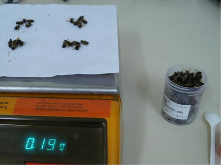 AGES Determination of varroa load: the bees are weighed to determine the number of bees in the jar. (Enlarges Image in Dialog Window)