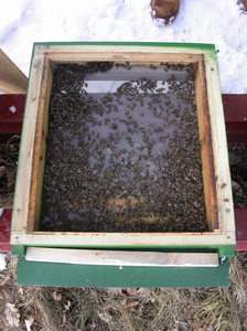 AGES This colony did not survive the winter, many dead bees are lying in the bottom board of the hive. (Enlarges Image in Dialog Window)