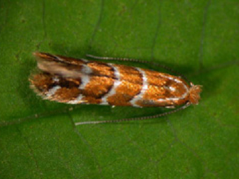 Kastanienminiermotte Kastanienminiermotte