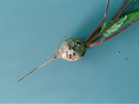 © AGES/Kahrer Rote Rübe mit löchrigen Fraßspuren