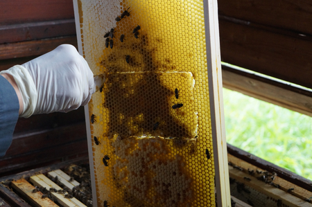 AGES A portion of the stored pollen - called bee bread - is taken from each sample colony. The bee bread of selected colonies will be analyzed for pesticide residues after overwintering. (Enlarges Image in Dialog Window)