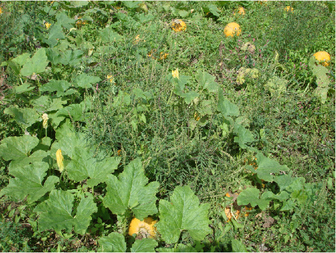 Ambrosia Ambrosia