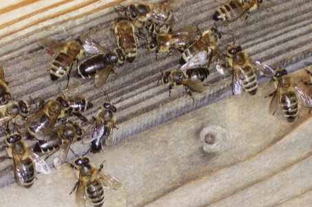 AGES In the case of black-feeding bees, only a test provides certainty as to whether there is an infestation by the chronic bee paralysis virus (CBPV). (Enlarges Image in Dialog Window)