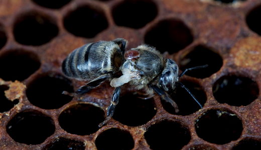 AGES Honey bee infected with wing crippling virus (DWV): bee with varroa mite and wing stubs as a DWV symptom. (Enlarges Image in Dialog Window)