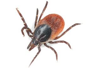 Shutterstock/Henrik Larsson Common wood tick