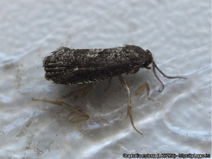 © Tomislav Jemrić, University of Zagreb, Faculty of Agriculture, Department of Pomology, Zagreb, Croatia adultes Tier des Pfirsichwicklers