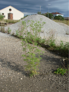 © AGES/Follak Ambrosia auf brachliegender Fläche, im Hintergrund Schotter (Enlarges Image in Dialog Window)