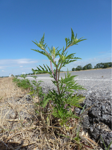 © AGES/Follak Ambrosia am Straßenrand (Enlarges Image in Dialog Window)