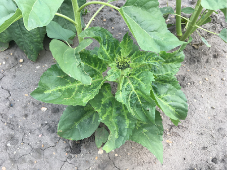 © AGES/Kauschitz Gestauchte und im Wachstum zurück gebliebene Sonnenblumenpflanze mit charakteristischen Aufhellungen auf der Blattoberseite