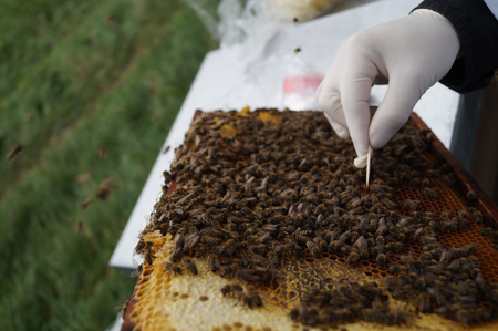 AGES The sampler opens a suspicious cell on a brood comb to check for any brood disease that may be present. (Enlarges Image in Dialog Window)