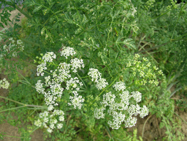Gefleckter Schierling: Pflanze mit weißen Doldenblüten (Enlarges Image in Dialog Window)