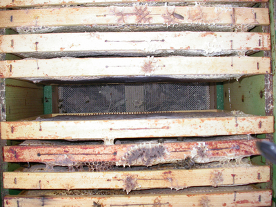 AGES The view into a bee-empty colony during wintering out in spring - the colony has died over the winter. (Enlarges Image in Dialog Window)