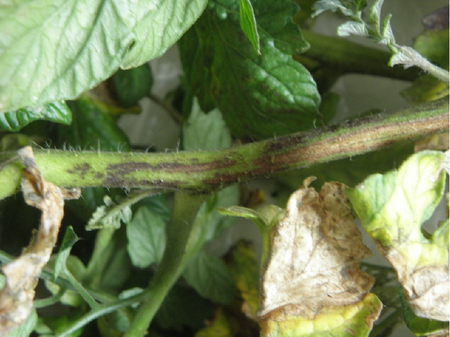 © AGES/Grausgruber-Gröger Dunkle fleckenartige Verfärbungen am Stängel einer Tomatenpflanze