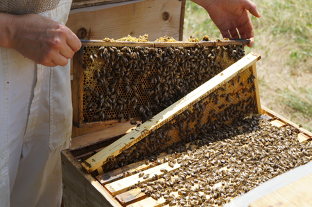 AGES The beekeeper looks for the correct honeycomb in the sample colony for sampling. (Enlarges Image in Dialog Window)