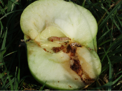 Raupe im Kerngehäuse eines Apfels, Bohrgang mit Kotkrümel