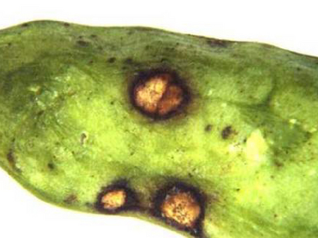 © AGES/Weinhappel Nahaufnahme von braunen, rundlichen Flecken an einer Erbsenhülse