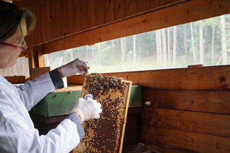 AGES The sampler takes standard bee samples for analysis of Varroa infestation and various diseases. (Enlarges Image in Dialog Window)