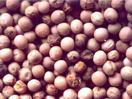 © AGES Erbsensamen, die teilweise dunkle Fruchtkörper aufweisen