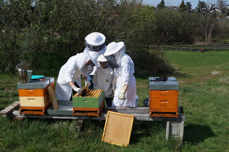 AGES Nearly 200 apiaries throughout Austria were visited by our samplers to record bee health. (Enlarges Image in Dialog Window)