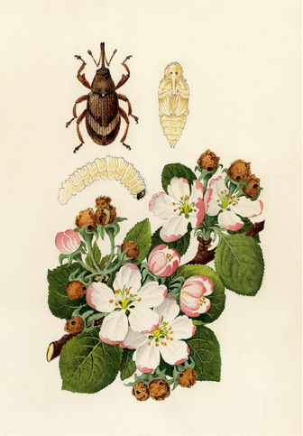 Apfelblütenstecher Apfelblütenstecher