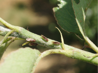 Birnblattsauger Birnblattsauger