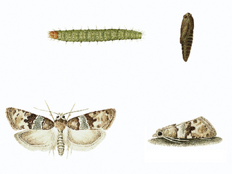 Traubenwickler Traubenwickler