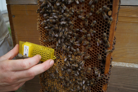 AGES Ten workers per colony are captured in a queen shipping cage, which is equipped with food. (Enlarges Image in Dialog Window)