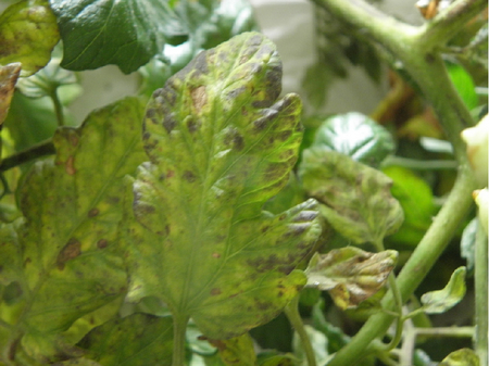 © AGES/Grausgruber-Gröger Blatt einer Tomatenpflanze mit Bronzefärbungen