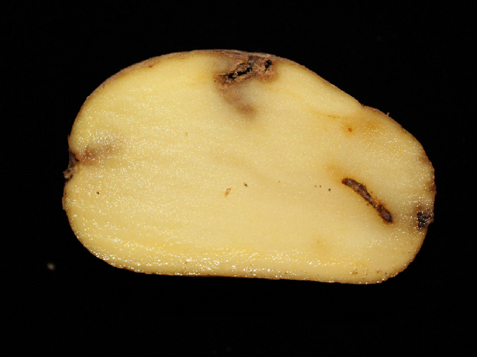 dunkle Fraßgänge in halbierter Kartoffel