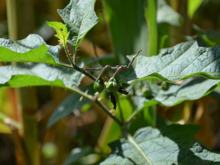 Beeren der Pferdenessel (Vergrößert das Bild in einem Dialog Fenster)