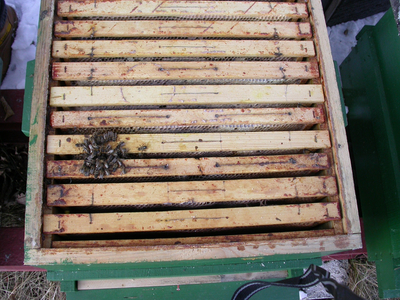 AGES The remainder of an originally heavily wintered colony at the time of wintering out. (Enlarges Image in Dialog Window)