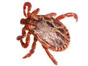 © Shutterstock/Anton Kozyrev Alluvial forest tick