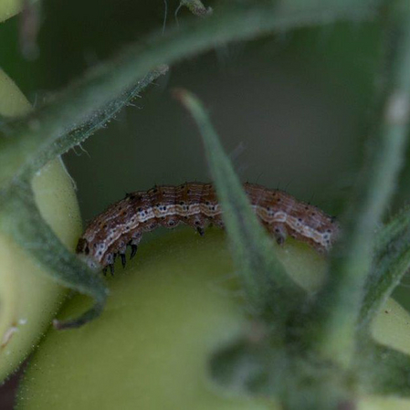 Braune Raupe auf einer unreifen Tomate (Vergrößert das Bild in einem Dialog Fenster)