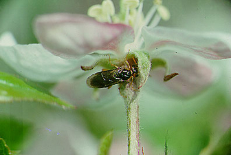 Apfelsägewespe Apfelsägewespe