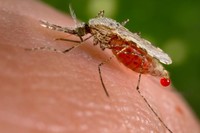 Image of a fever jelly or malaria mosquito