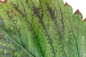 © AGES/Steffek braune Blattflecken entlang der Blattadern